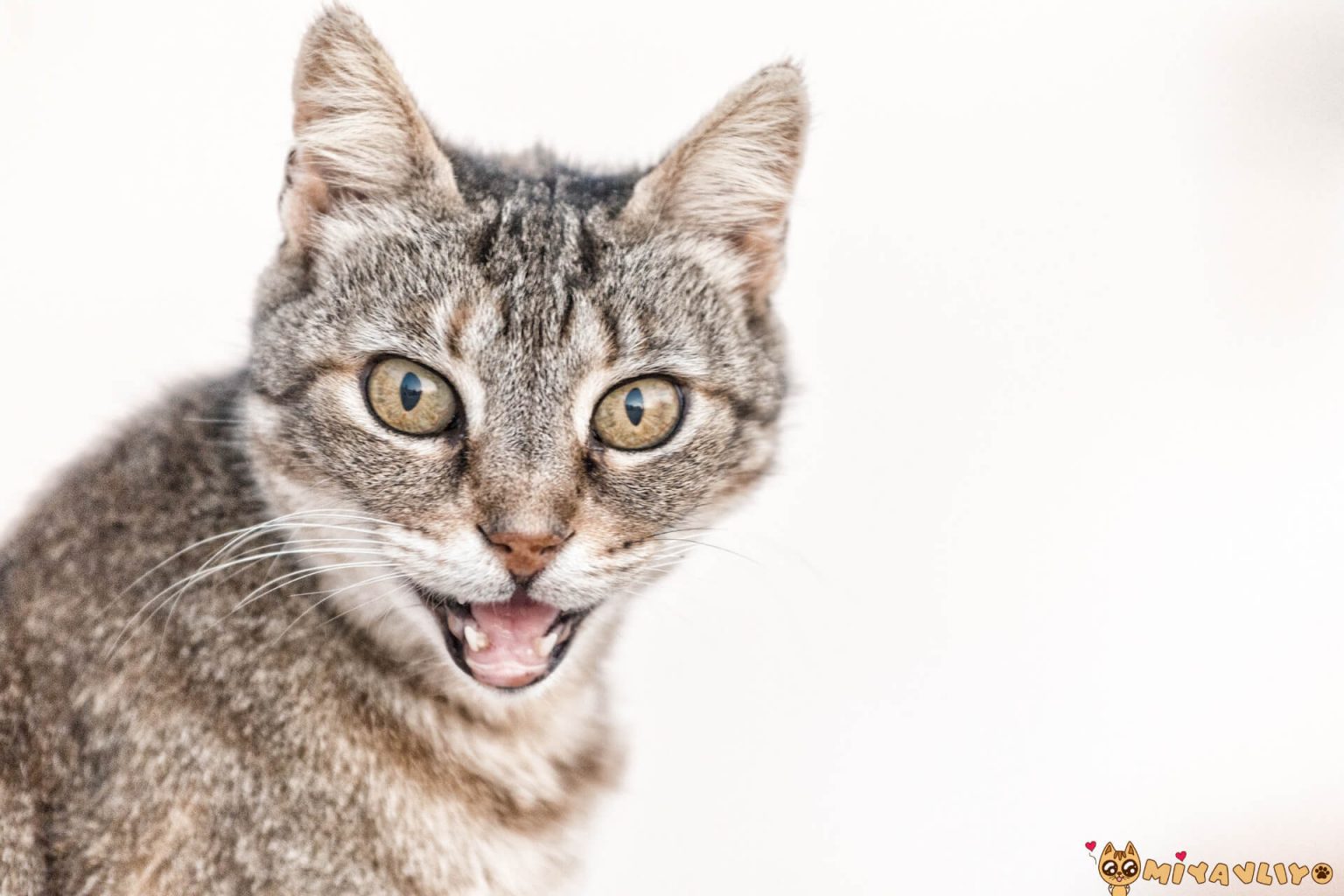 Kediler Neden Ağzı Açık Nefes Alır? Miyavliyo