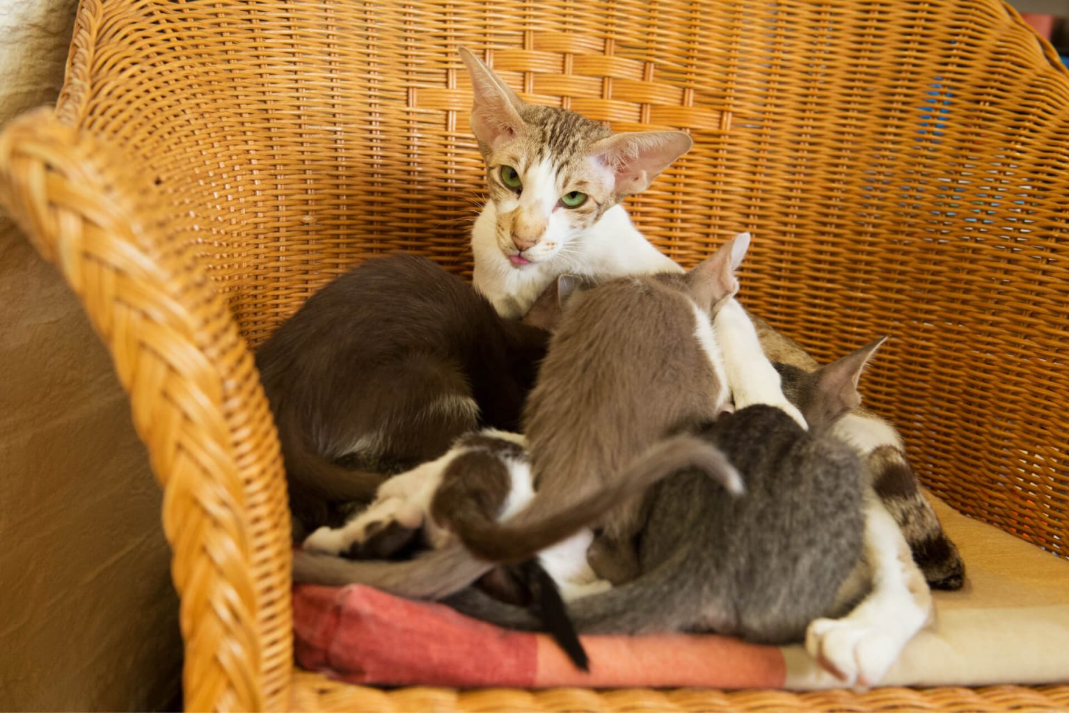 Anne Kedi Yavrularıyla İlgilenmiyor, Ne Yapmalıyım? Miyavliyo ️