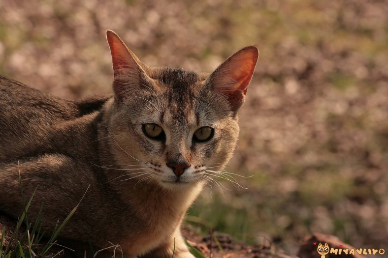 Chausie Vahşi Görünümlü Sağdık Kedi Cinsi Miyavliyo