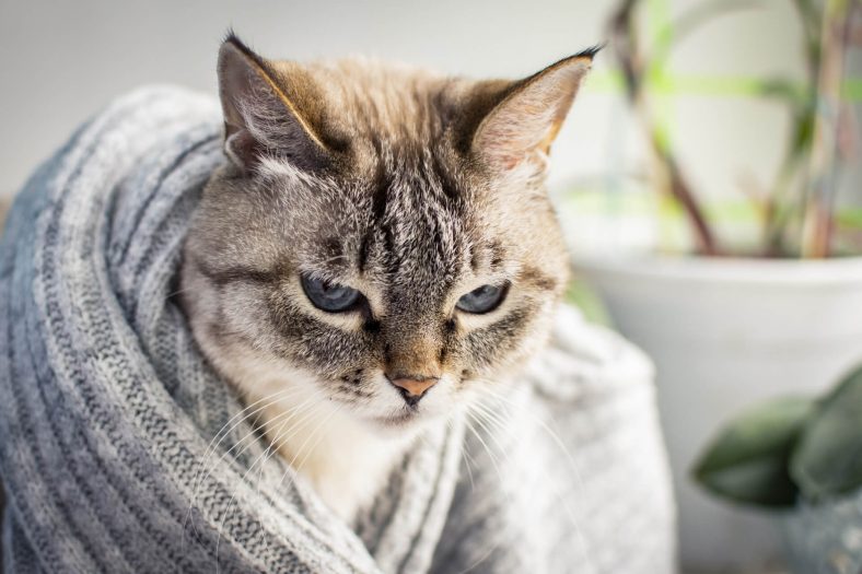 FIP Kediden Kediye Bulaşır mı? ️ Miyavliyo