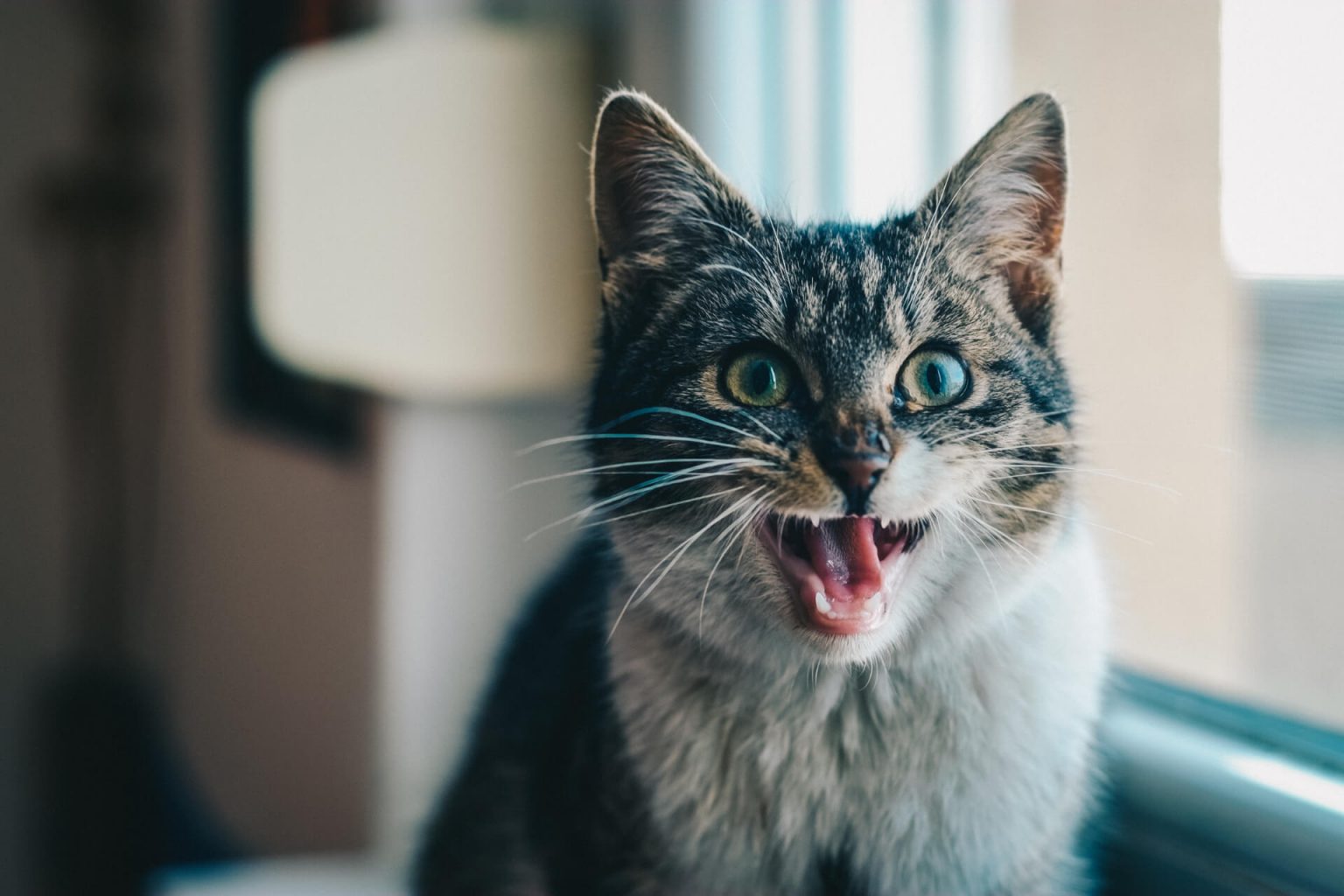 Hasta Kedinin Hızlı Nefes Alıp Vermesi ️ Miyavliyo