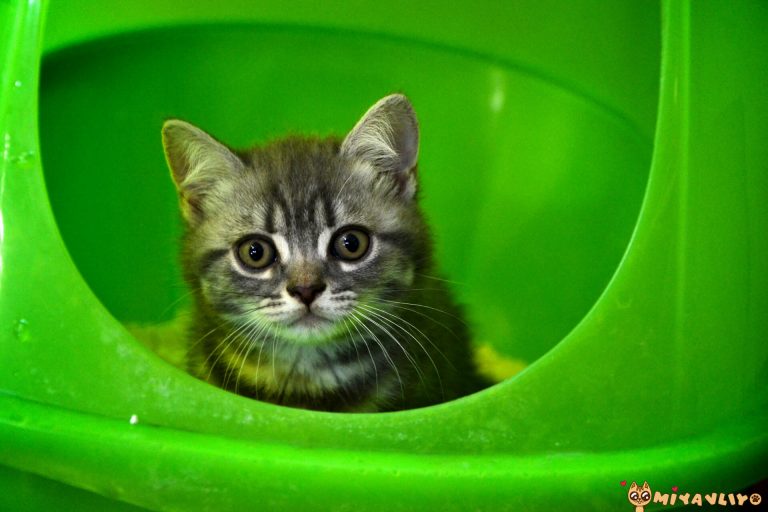 Yavru Kedi Kakası Nasıl Olmalı? Miyavliyo