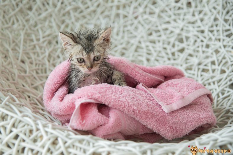 Kedi Bebek Şampuanı ile Yıkanır mı?