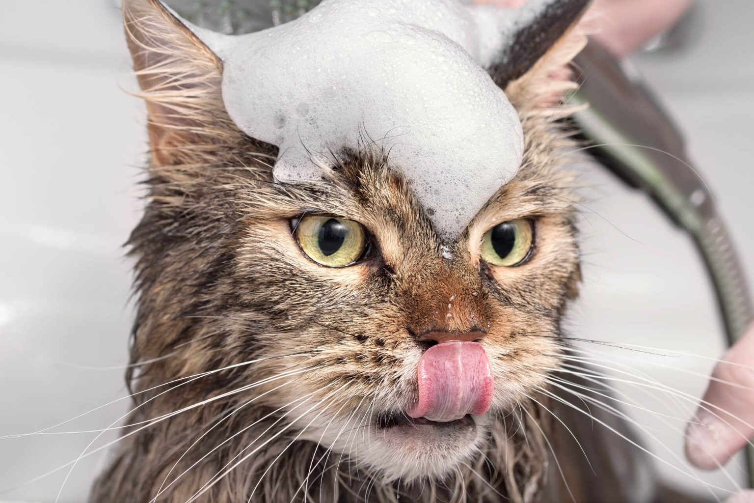 Kedi Şampuanla Yıkanır mı? ️ Miyavliyo