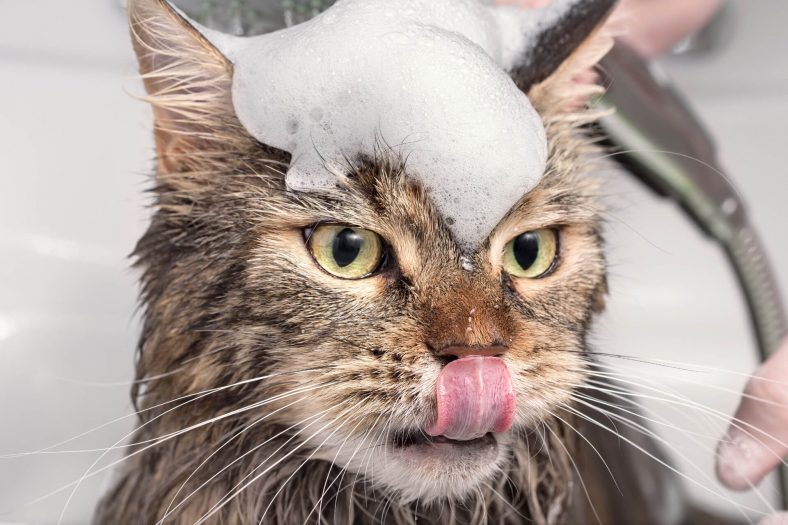 Kedi Şampuanla Yıkanır mı? ️ Miyavliyo