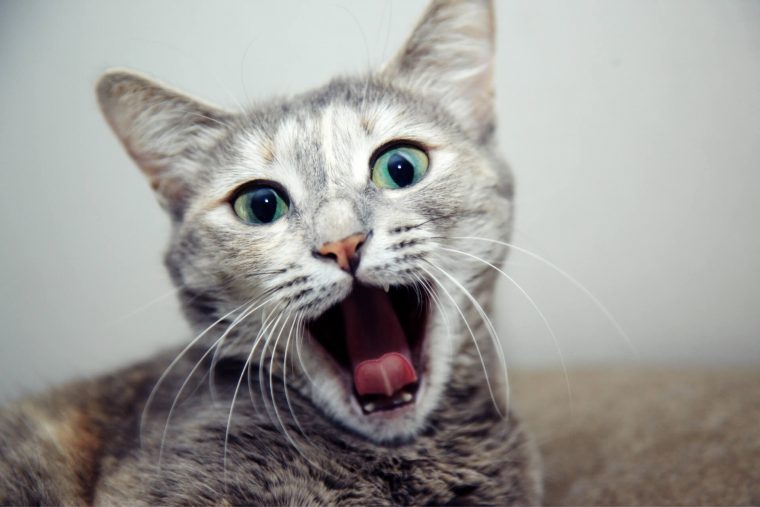 Kediler Neden Ağzı Açık Nefes Alır?