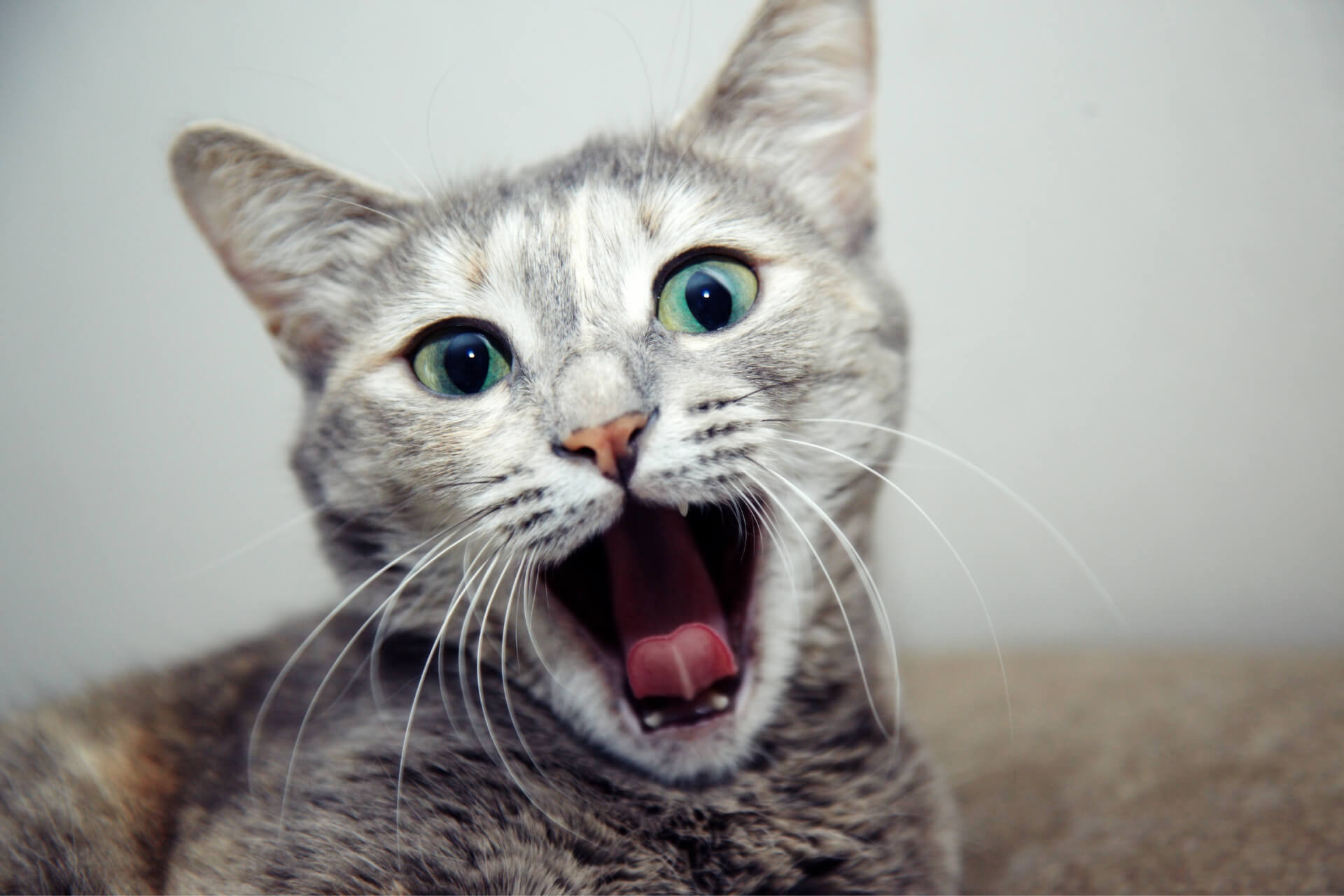 kediler neden agzi acik nefes alir miyavliyo