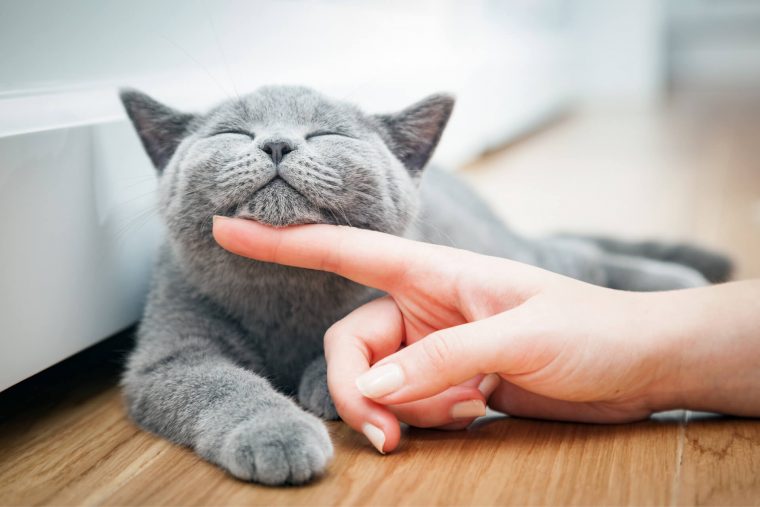 Kızgınlığa Giren Dişi Kedi Nasıl Sakinleştirilir?