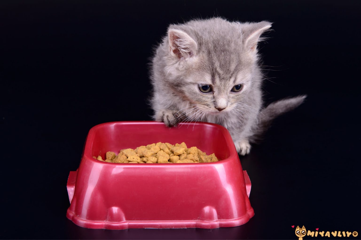 Yavru Kedi Ne Yer, Nasıl Beslenir? Miyavliyo