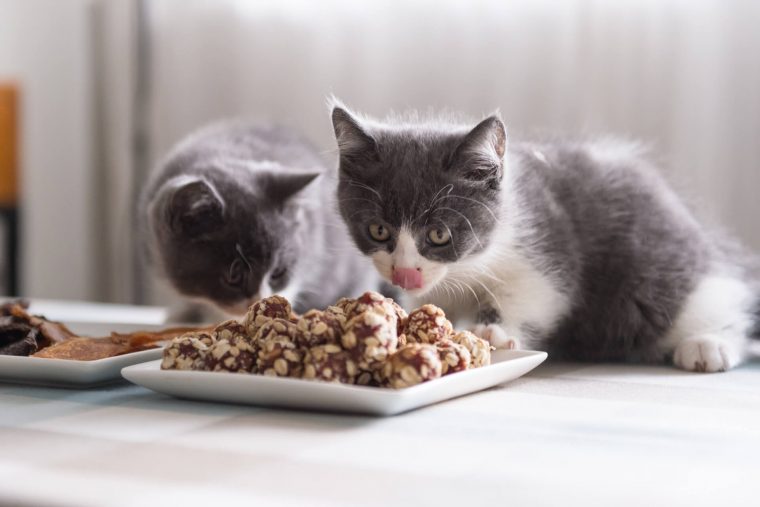 Yavru Kedi Ne Yer, Nasıl Beslenir?