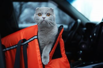 Kedi ile Araba Yolculuğu