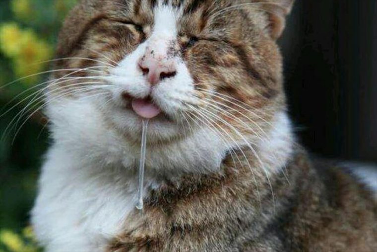 Kedinin Ağzından Salya Akması