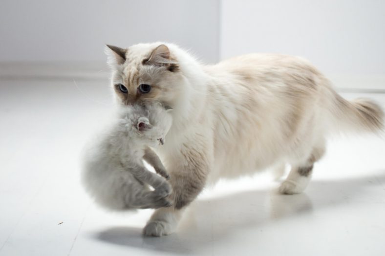 Kediye Süt Yapması İçin Ne Verilir? Miyavliyo ️