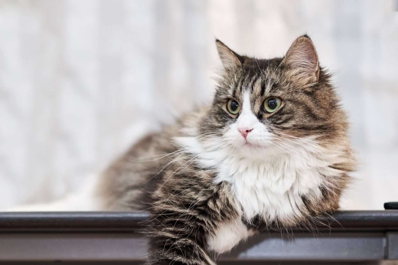 En Cool Kedi İsimleri ️ Miyavliyo