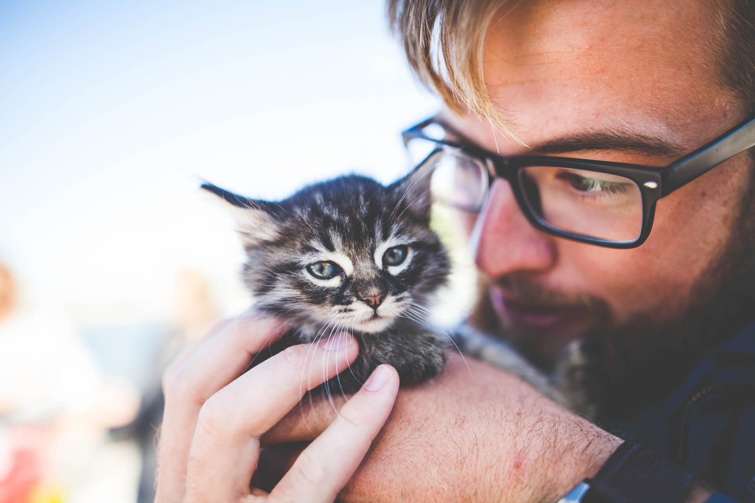 Eve Yeni Gelen Yavru Kedi Nasıl Alıştırılır? ️ Miyavliyo