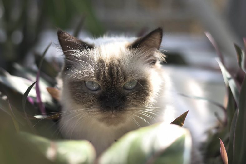 Hırçın, Kızgın Kedi Nasıl Sakinleştirilir? ️ Miyavliyo