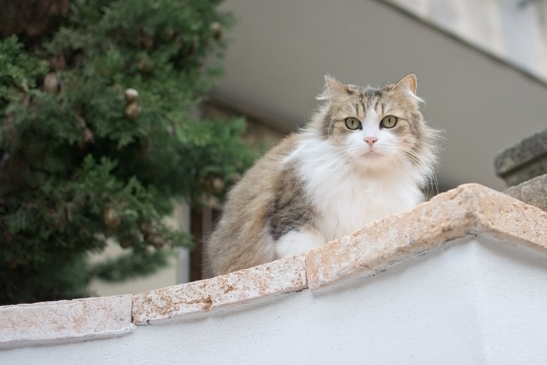 En Güzel İspanyolca Kedi İsimleri ️ Miyavliyo