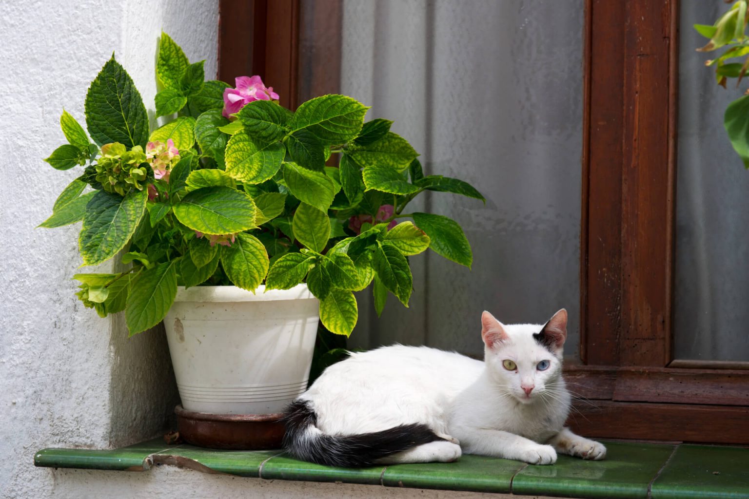 En Güzel İspanyolca Kedi İsimleri ️ Miyavliyo
