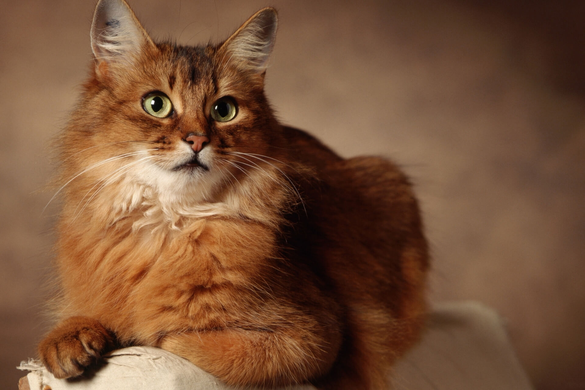 En Güzel Kahverengi Kedi İsimleri Miyavliyo ️