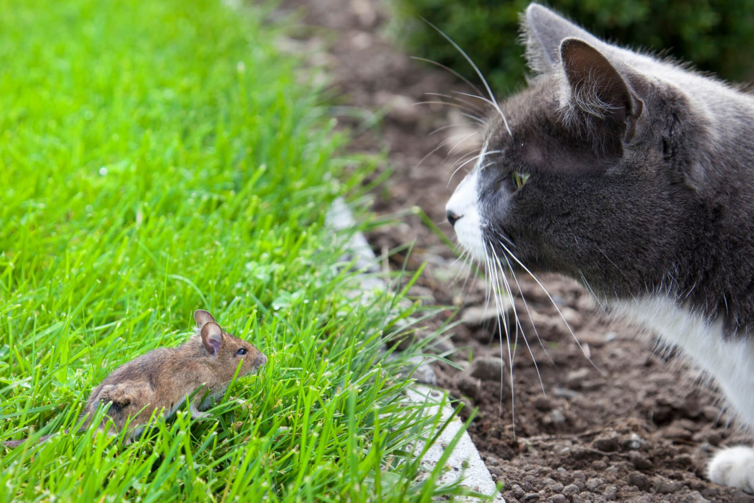 Kedi Fare Yer mi? Kediler Hamster Yer mi? ️ Miyavliyo