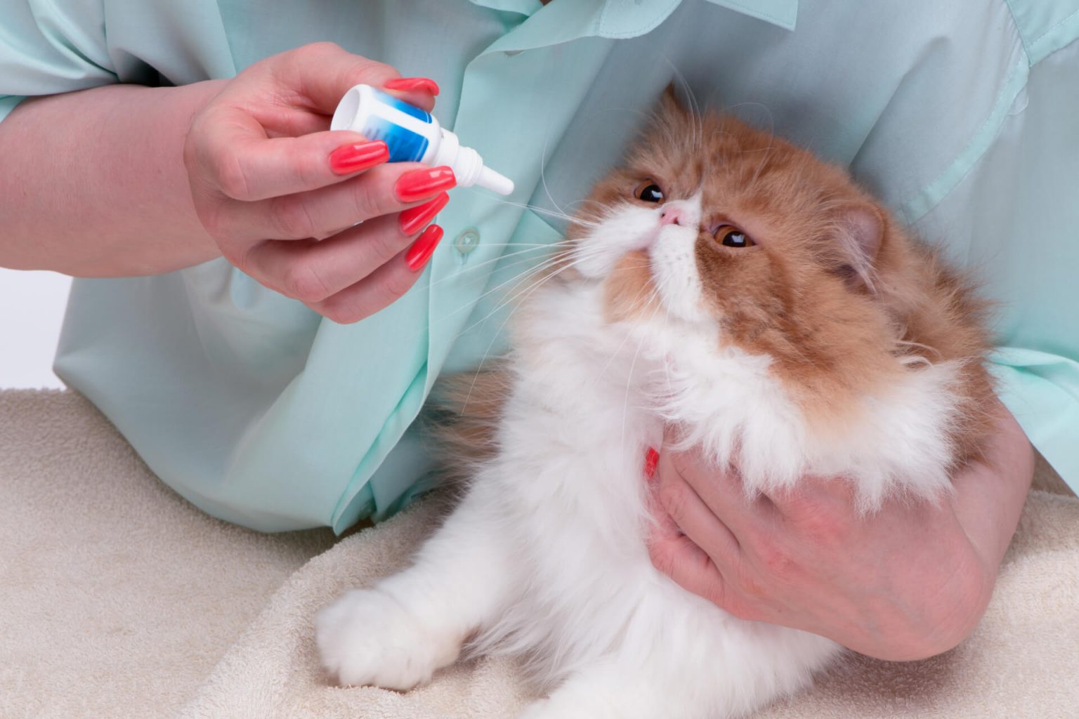Kedi Göz Hastalıkları Belirtileri ve Tedavisi ️ Miyavliyo