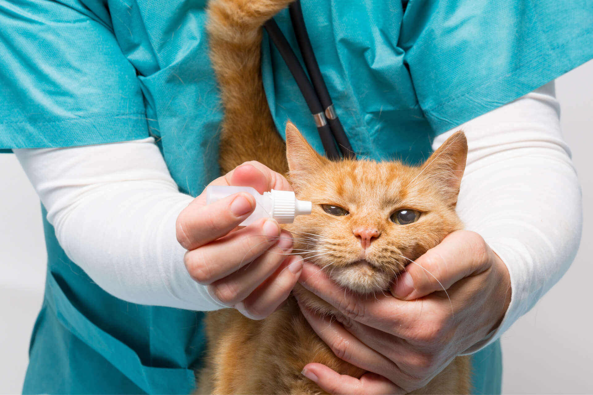 Kedi Göz Hastalıkları Belirtileri ve Tedavisi ️ Miyavliyo