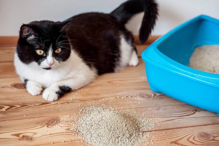 Kedi Kumu Nasıl Temizlenir? ️ Miyavliyo