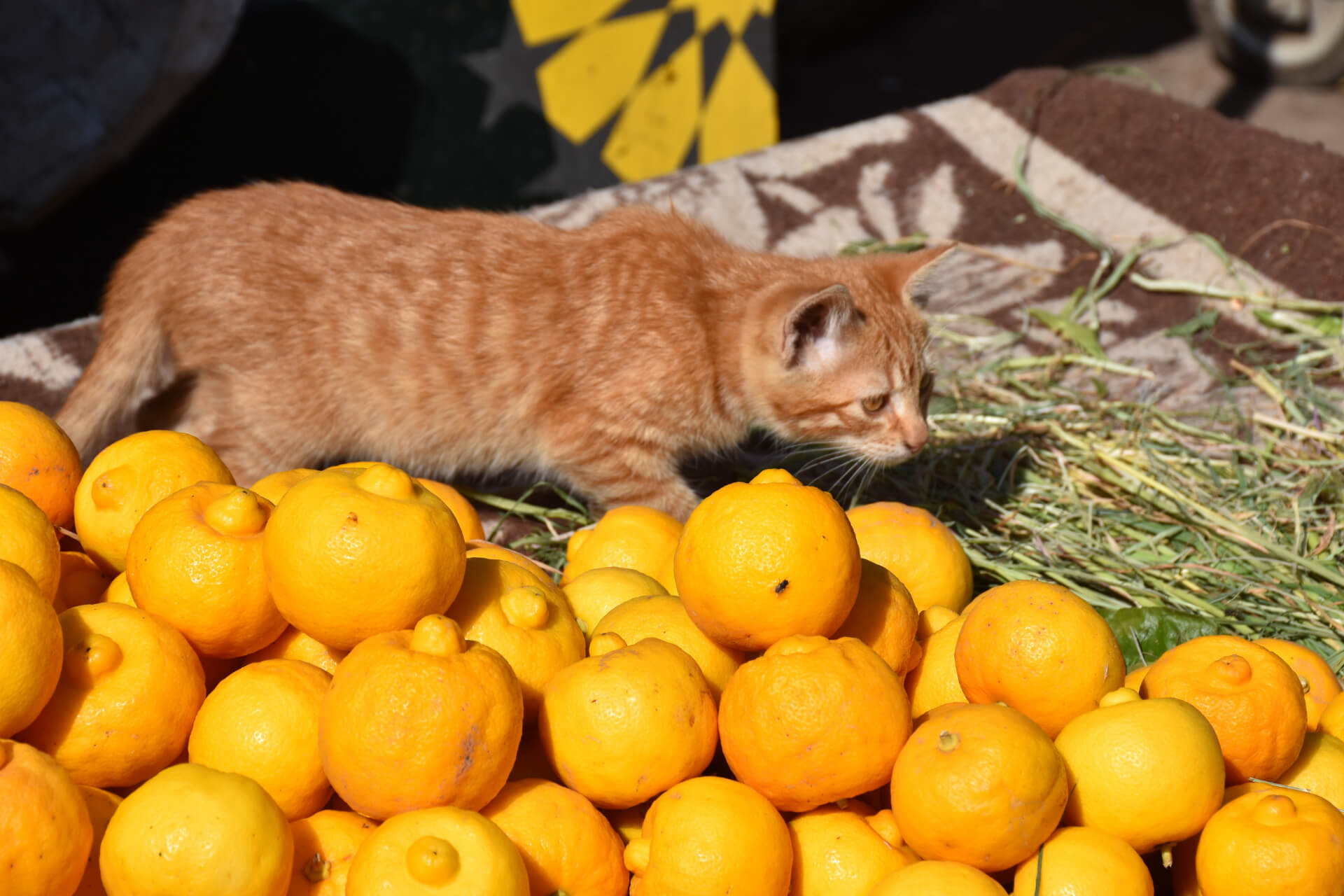 Kedi Limon Yer mi? Miyavliyo ️