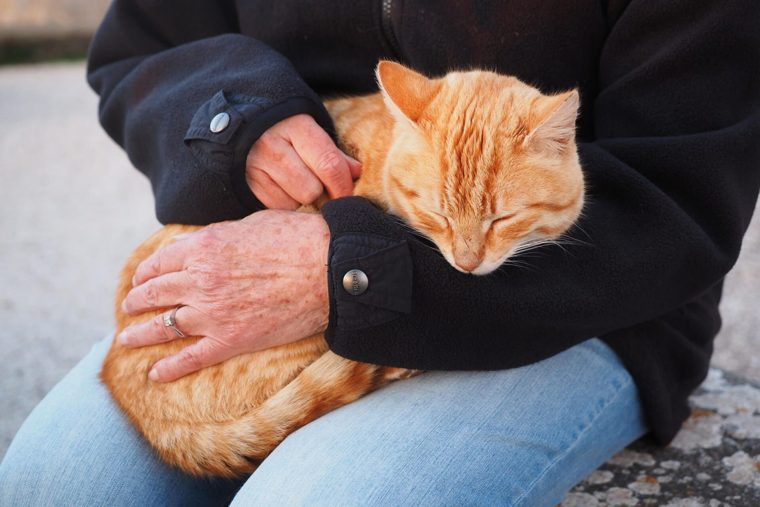 Kedi Okşamak Kediler Neden Okşanmak İsterler? ️ Miyavliyo