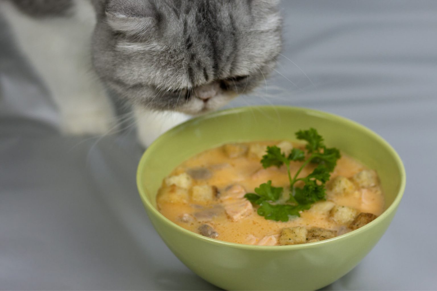 Kediler Çorba İçer mi? ️ Miyavliyo