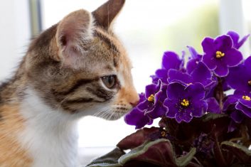 Kediler Neden Çiçek Yer?