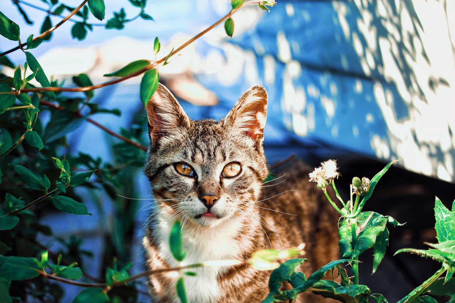 Kediler Neden Kusar? Kedi Neden Mama ve Sarı Kusar? ️ Miyavliyo