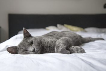 Kediler Neden Yatağa İşer?
