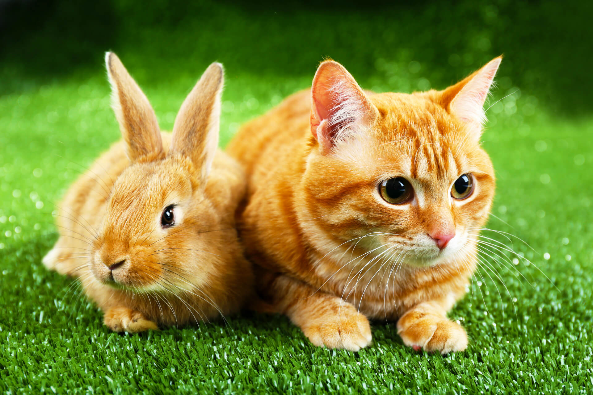 Kedi Tavşan Yer mi? Miyavliyo ️
