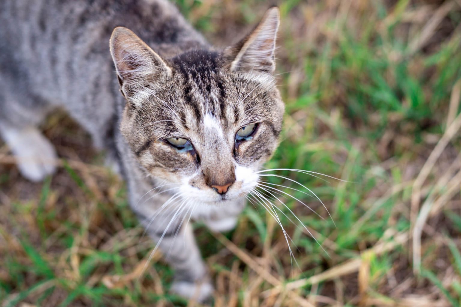 Kedilerde Göz Akıntısının Nedenleri ve Tedavisi ️ Miyavliyo