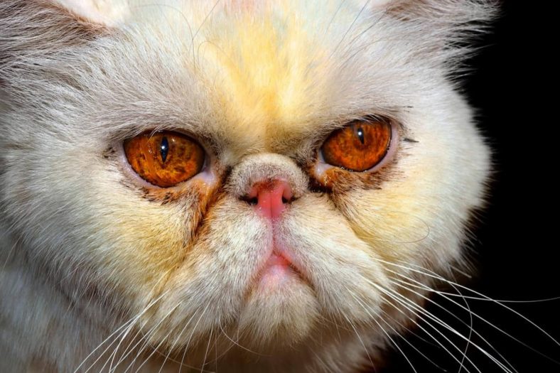 Kedilerde Göz Çapaklanması, Çapak Nasıl Temizlenir? ️ Miyavliyo