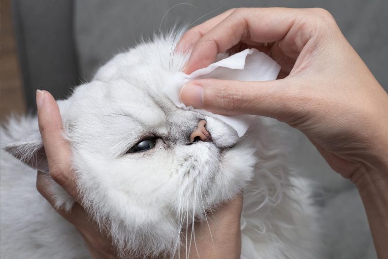 Kedilerde Göz İltihabı Nasıl Temizlenir?