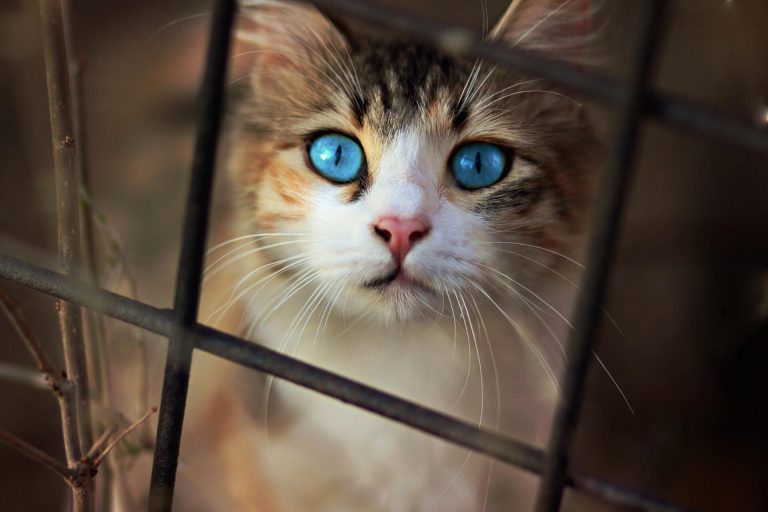 Kedilerde Göz Şişmesi Neyin İşaretçisi? ️ Miyavliyo