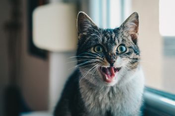Kedilerin Beden Dili
