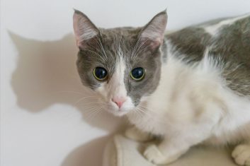 Kedilerin Göz Bebekleri Neden Büyür?