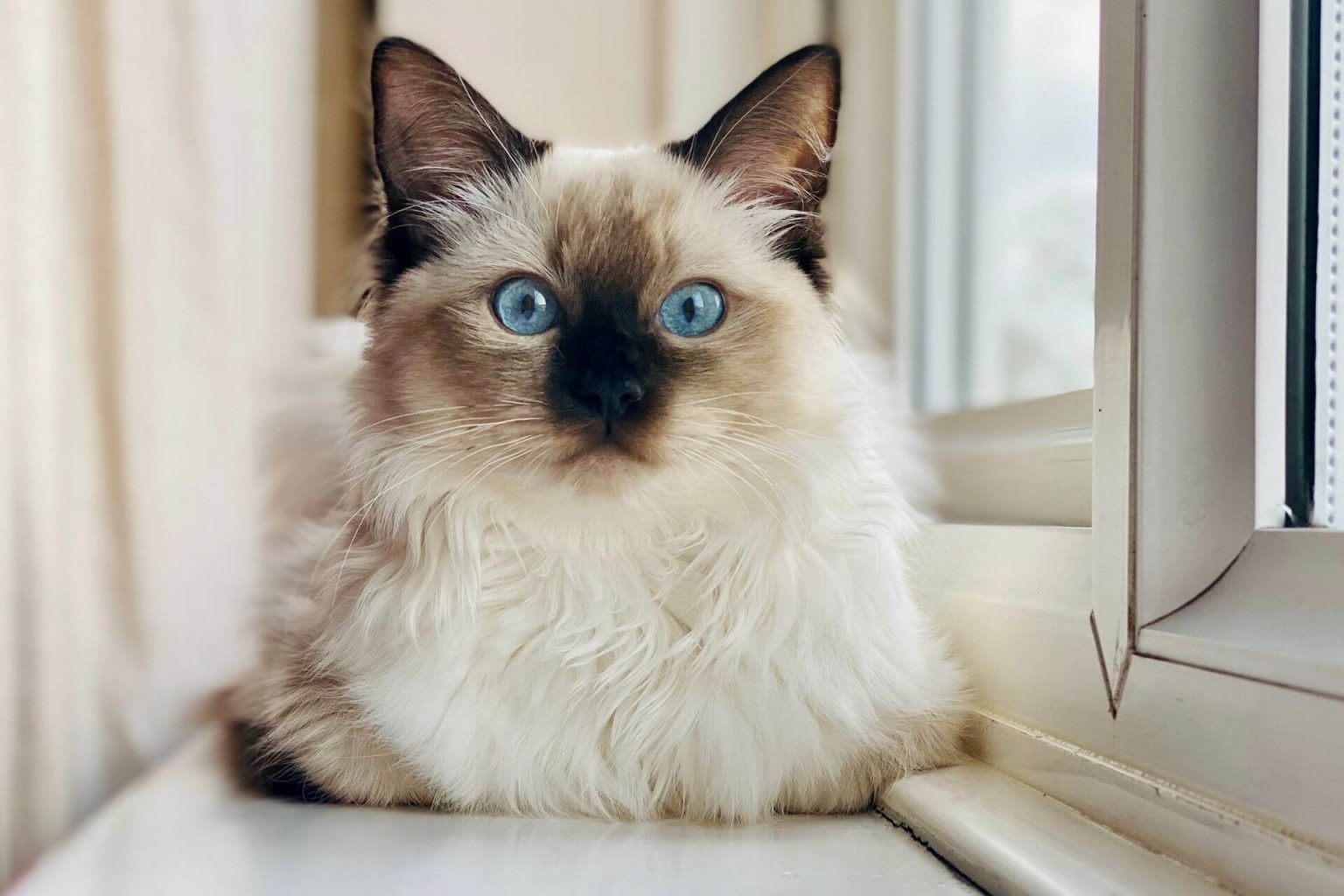 mavi gözlü beyaz kedi cinsi