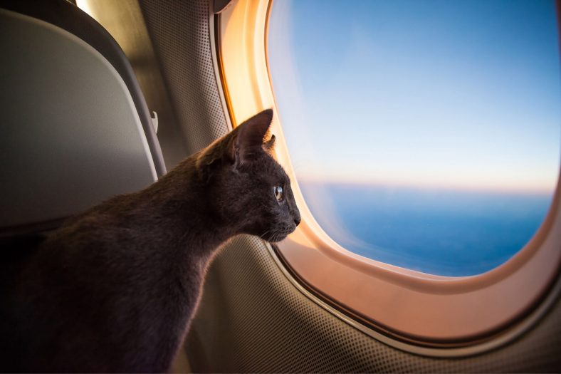 Uçakta Kedi Taşıma Kedi ile Uçak Yolculuğu Miyavliyo ️