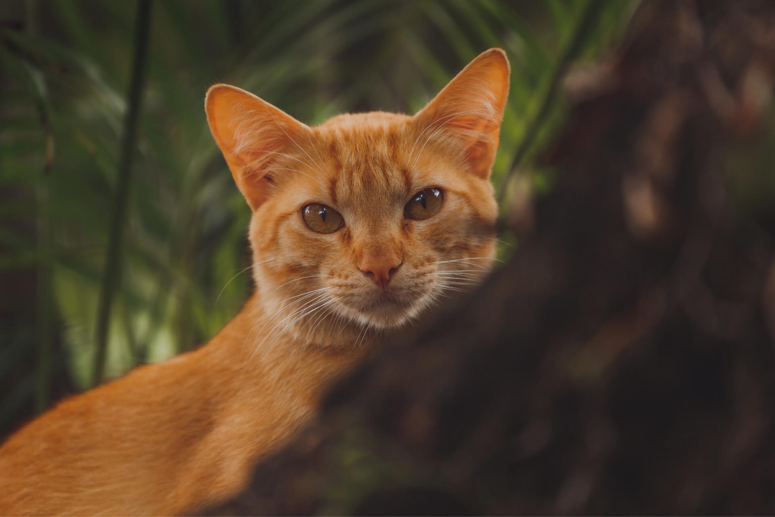 Sarman Kedi ️ Miyavliyo