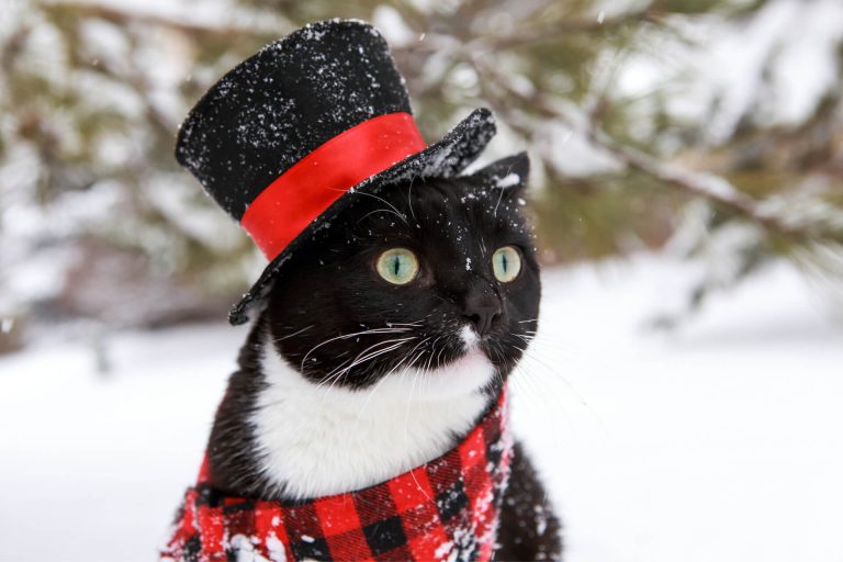 Smokin Kedi Siyah Beyaz Kedi (Tuxedo Kedi) ️ Miyavliyo