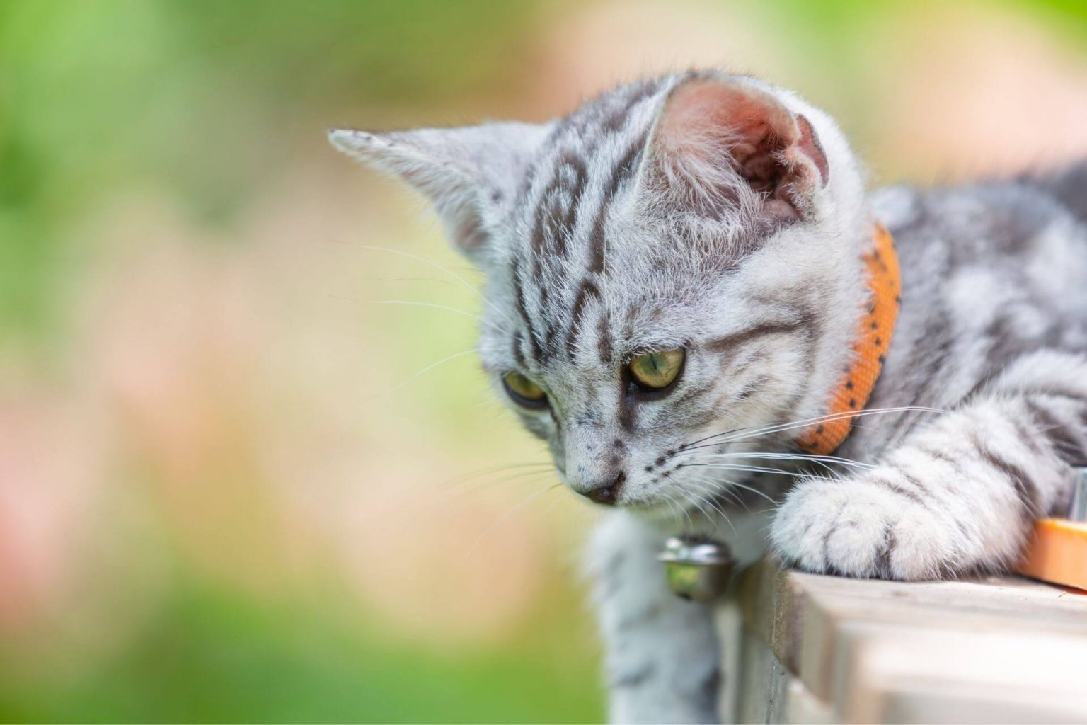 Türkiye�deki 10 Kedi Irkı ️ Miyavliyo
