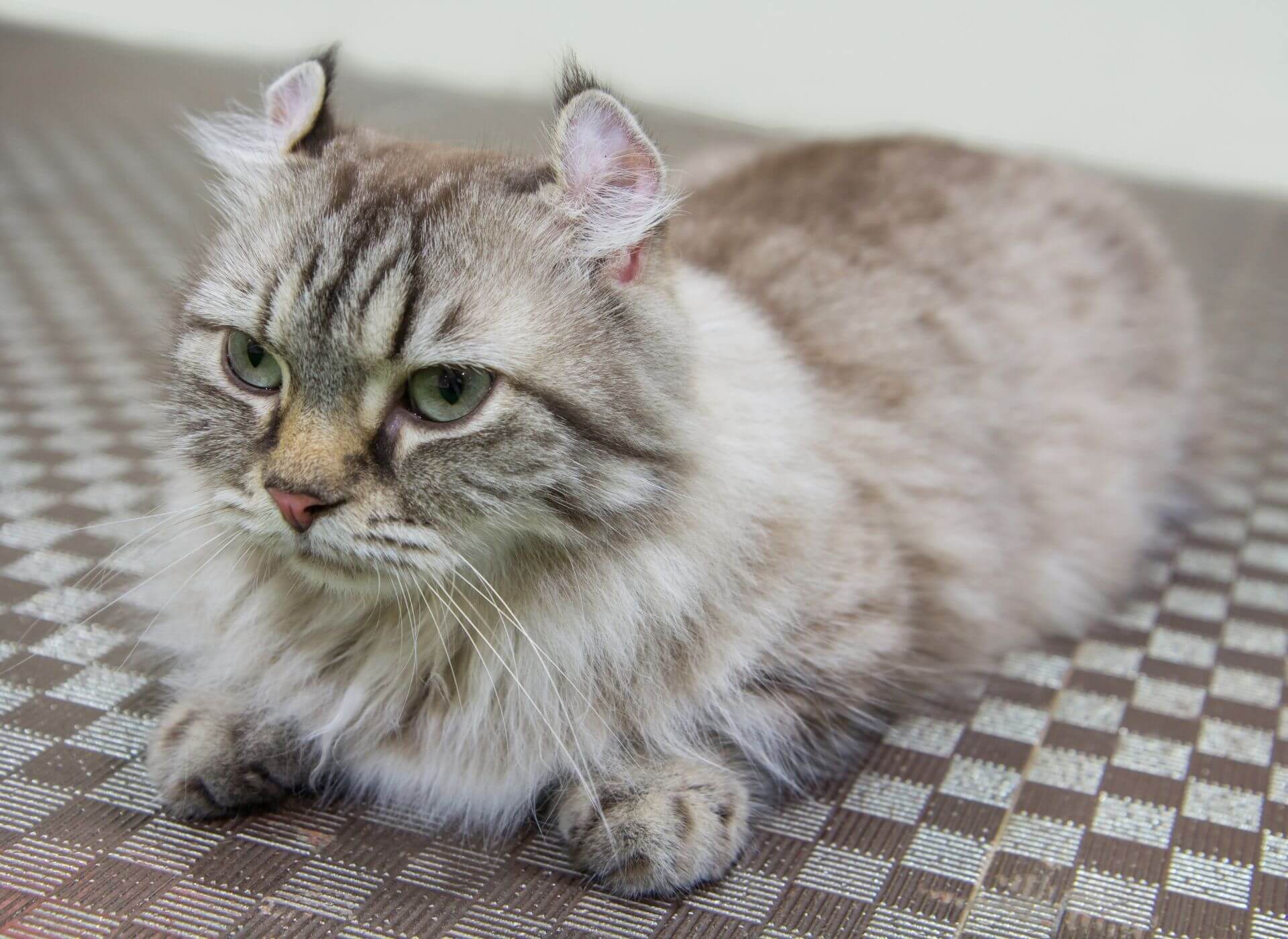 En Sıcakkanlı Kedi Cinsi, Sıcakkanlı 10 Kedi Cinsi ️ Miyavliyo