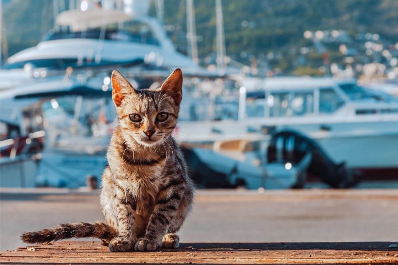 Cyprus Cat