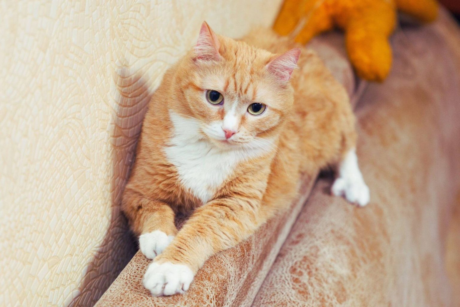Kedi Çişi Kokusu Nasıl Geçer? ️ Miyavliyo
