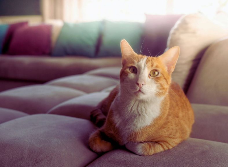 Kedi Çişi Koltuktan Nasıl Temizlenir?