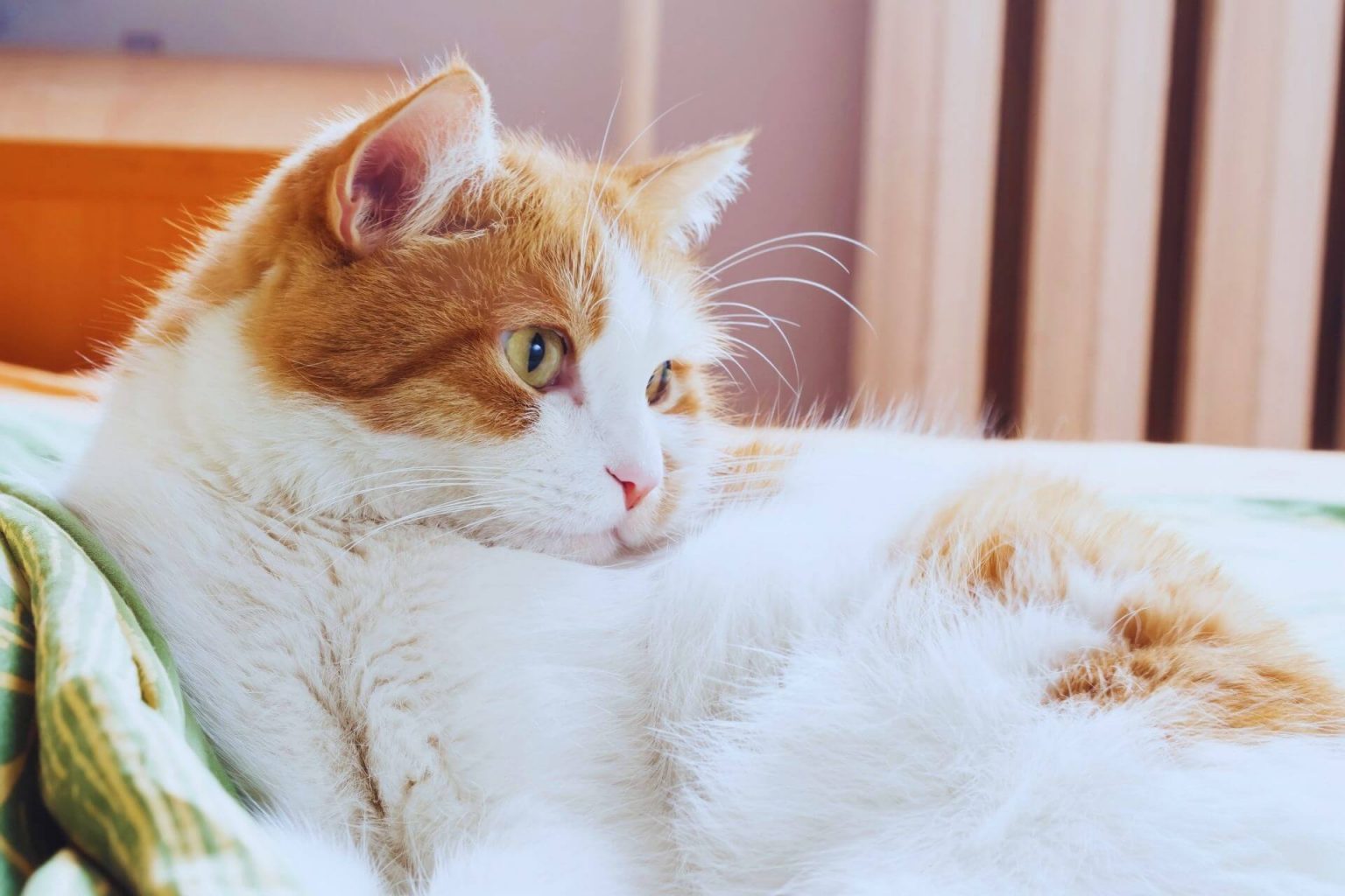 Kedi Çişi Nasıl Temizlenir? Miyavliyo